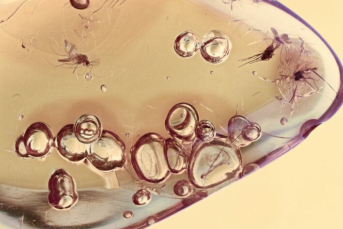 Three Fossil True Midges (Chironomidae) in Baltic Amber #335727